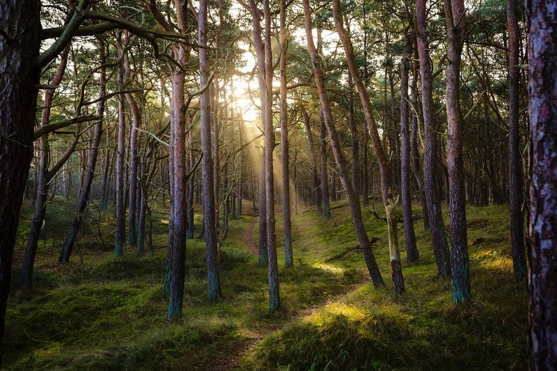 Whispering Woods