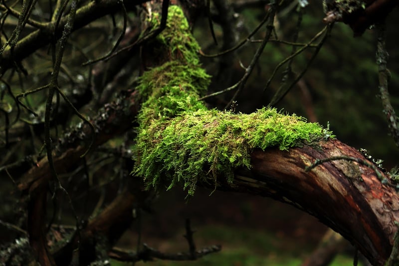 Mossy Aisles